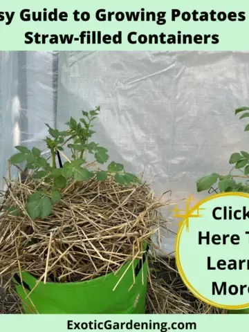 Potatoes growing in grow bags filled with straw.