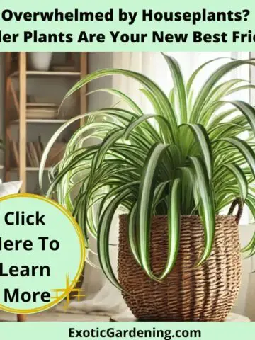 A bright and airy living room showcasing a spider plant in a woven basket planter on a rustic wooden stool. Cascading green and white leaves are illuminated by soft natural light, surrounded by neutral decor and other houseplants.