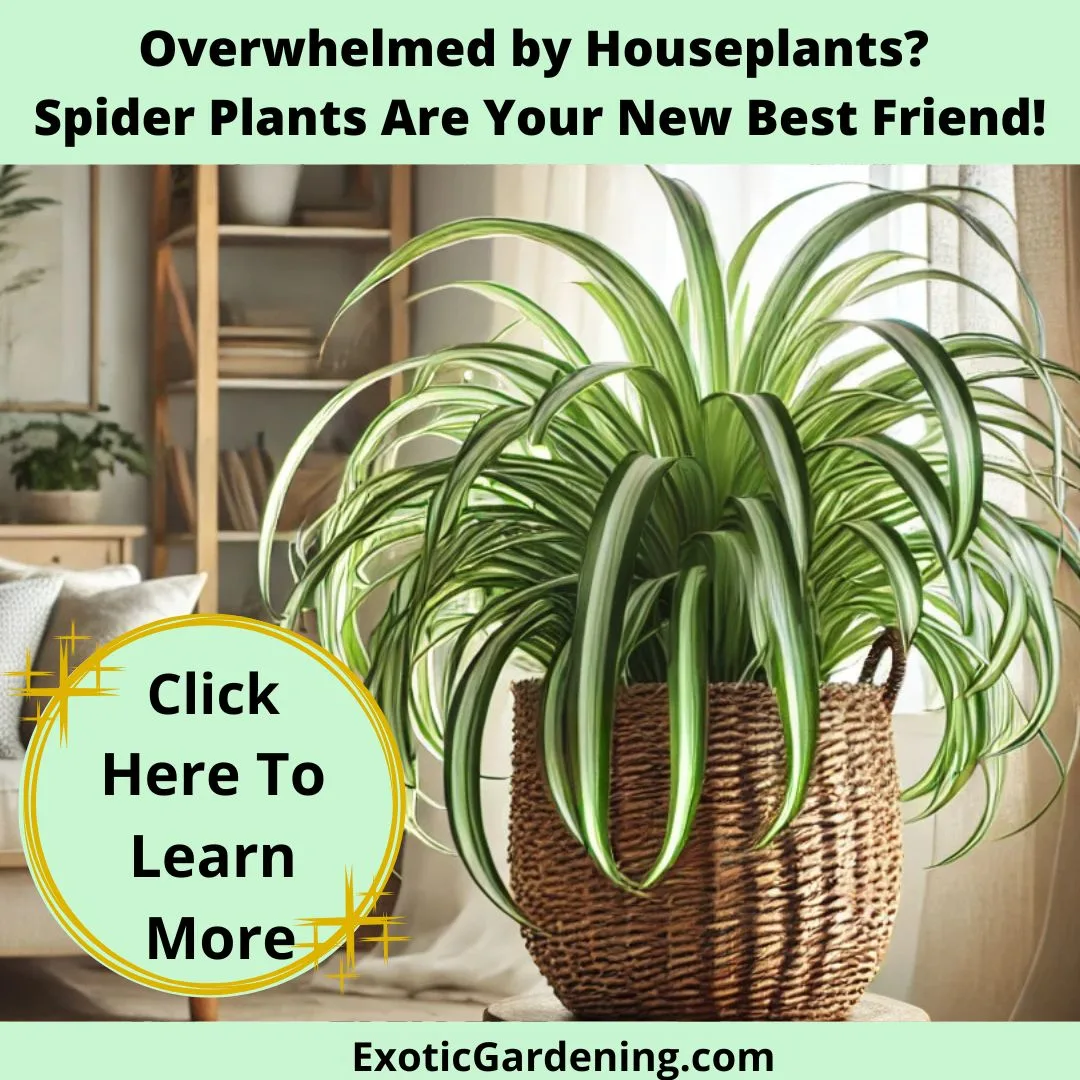 A bright and airy living room showcasing a spider plant in a woven basket planter on a rustic wooden stool. Cascading green and white leaves are illuminated by soft natural light, surrounded by neutral decor and other houseplants.