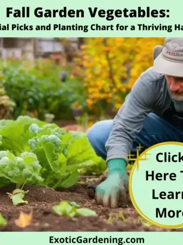 A man working in his fall garden.