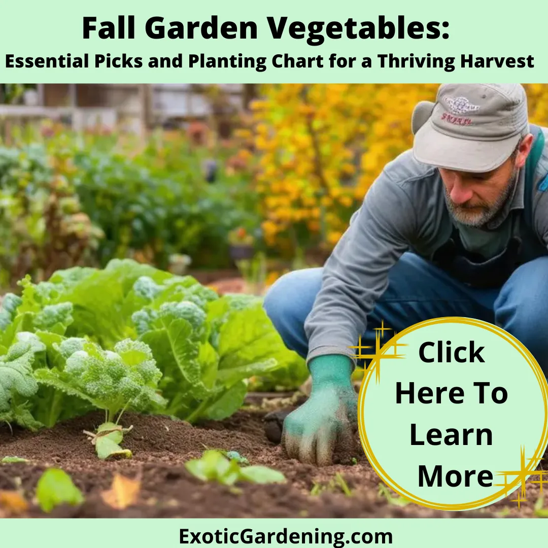 A man working in his fall garden.