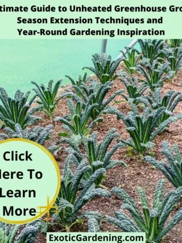 Kale plants thriving inside a greenhouse with a clear protective cover, demonstrating the effectiveness of an unheated greenhouse for season extension gardening.