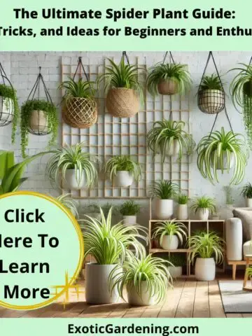 A modern living room featuring spider plants arranged on a sleek metal plant stand, a coffee table, and in hanging planters, with clean lines and vibrant greenery illuminated by soft light.