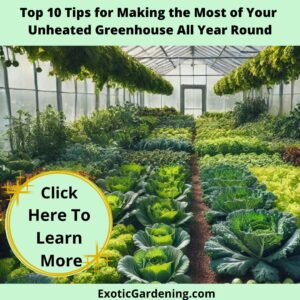 A greenhouse interior featuring lush rows of kale and lettuce growing in an organized and productive space. The clear panels allow sunlight to flood in, illuminating the vibrant greens and creating a sustainable, year-round gardening environment with a mulched floor.