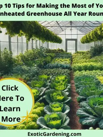 A greenhouse interior featuring lush rows of kale and lettuce growing in an organized and productive space. The clear panels allow sunlight to flood in, illuminating the vibrant greens and creating a sustainable, year-round gardening environment with a mulched floor.