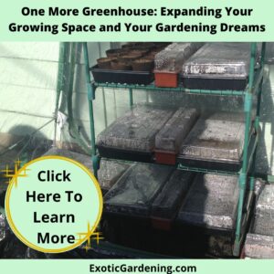 A small greenhouse with multiple shelves holding seed trays and pots, showcasing an organized unheated greenhouse gardening setup.