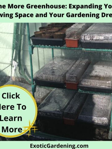 A small greenhouse with multiple shelves holding seed trays and pots, showcasing an organized unheated greenhouse gardening setup.