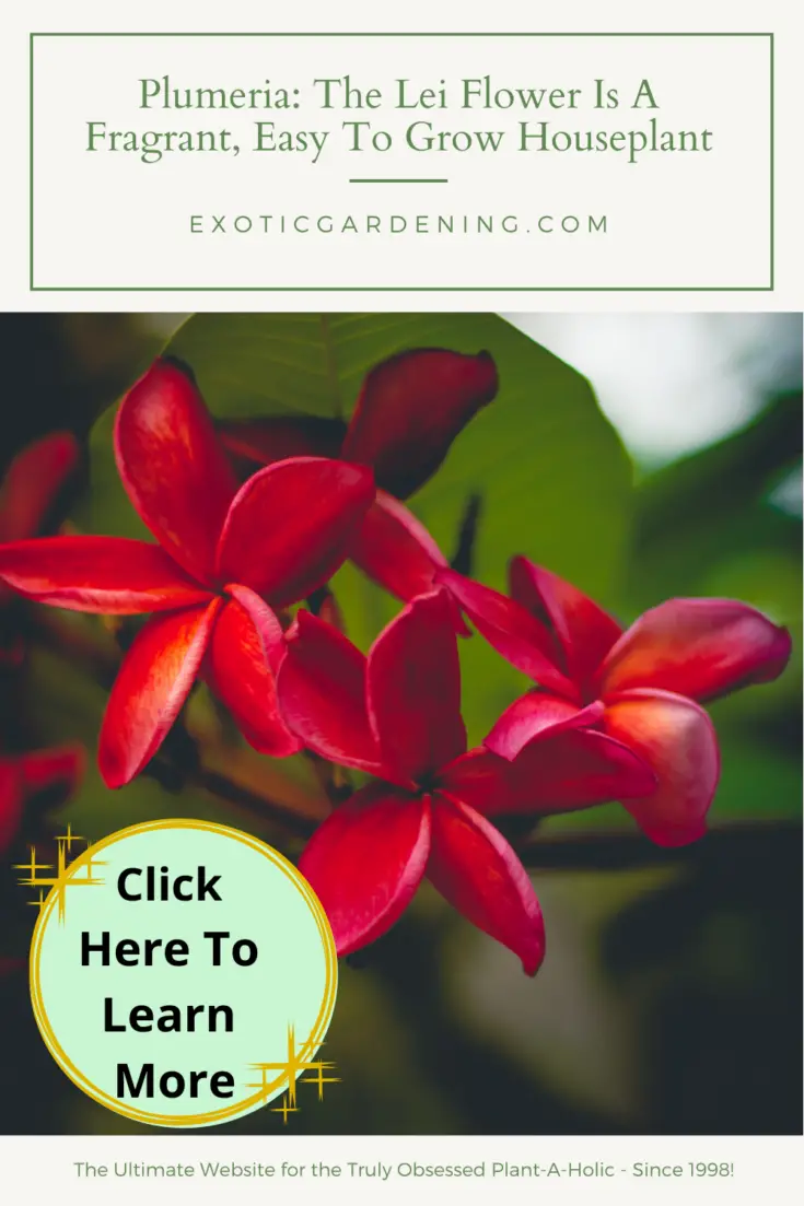 Plumeria: The Lei Flower Is A Fragrant, Easy To Grow Houseplant ...