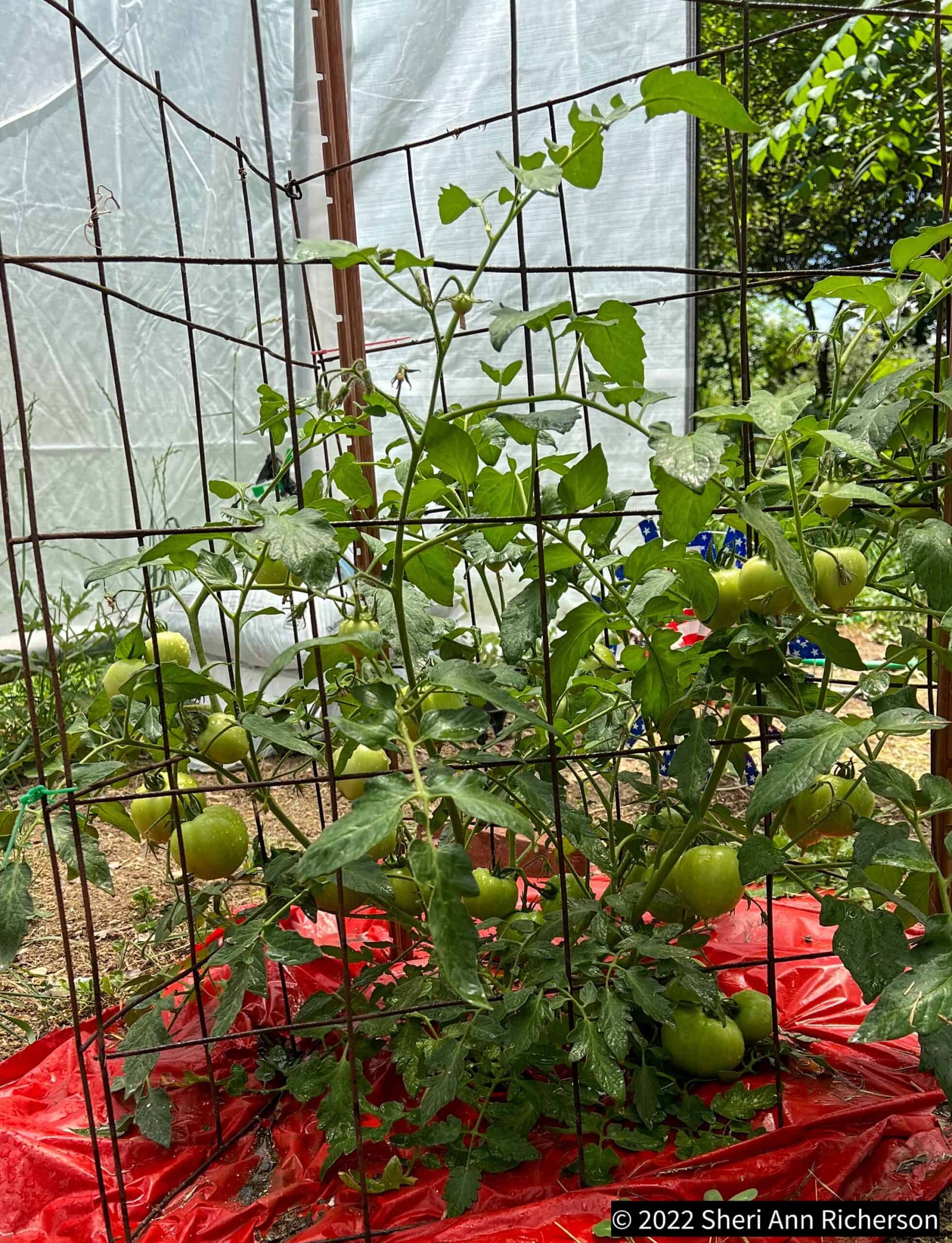 Greenhouse plant in the tropical collection at Exotic Gardening.