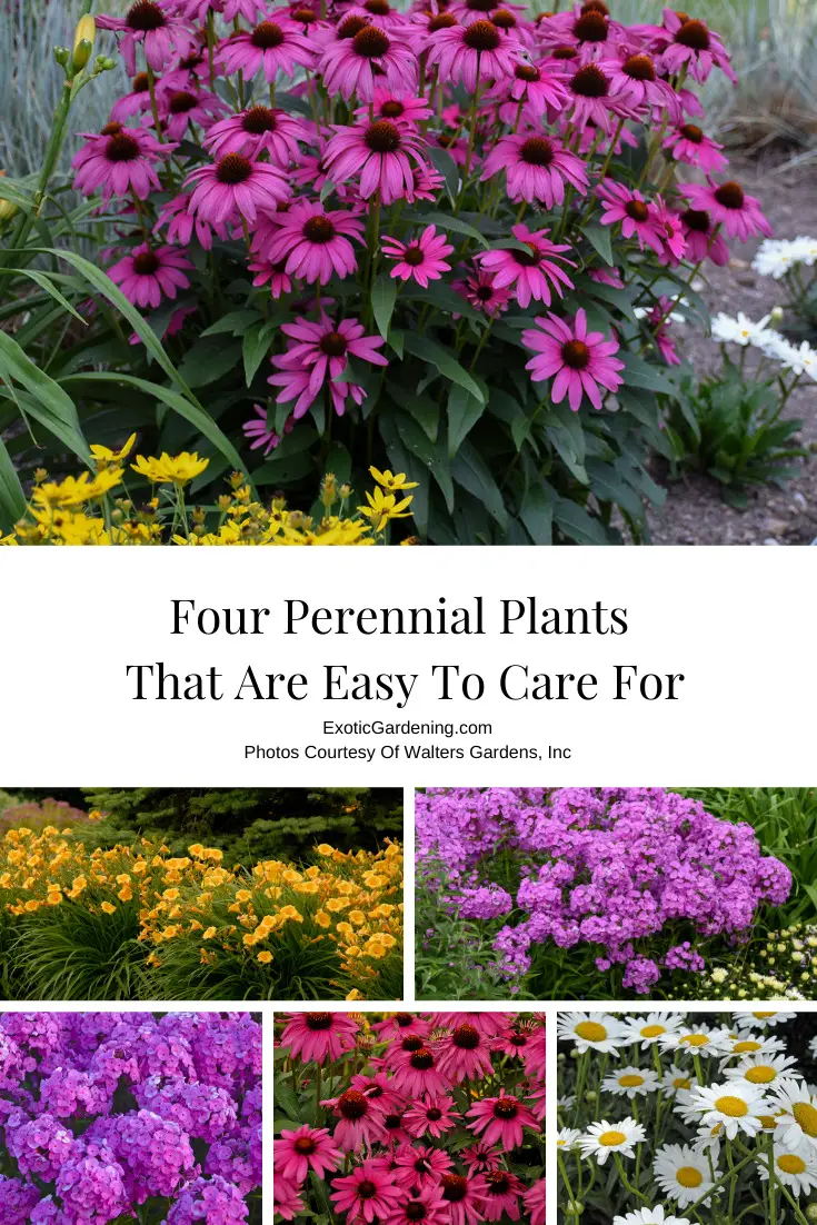 Four Perennial Plants That Are Easy To Care For - Exotic Gardening