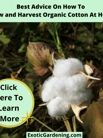 Close-up of a mature cotton boll opening on the plant, showing fluffy white cotton ready to harvest.