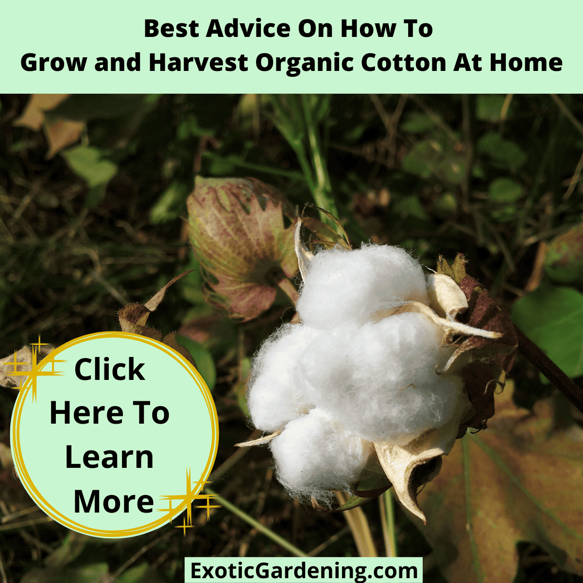 Close-up of a mature cotton boll opening on the plant, showing fluffy white cotton ready to harvest.