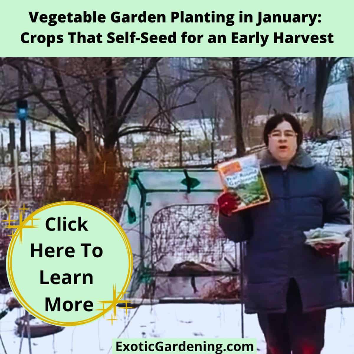 Sheri Ann Richerson standing in a snowy Indiana garden holding her book The Complete Idiot’s Guide to Year-Round Gardening and seed packets for January planting.