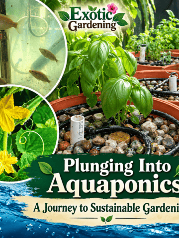Exotic Gardening aquaponics journey illustrated article graphic