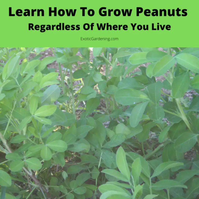 Learn How To Grow Peanuts - Exotic Gardening