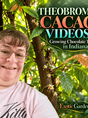 Sheri Ann Richerson beside a flowering cacao tree, with the title Theobroma Cacao Videos: Growing Chocolate Trees in Indiana and Exotic Gardening branding.