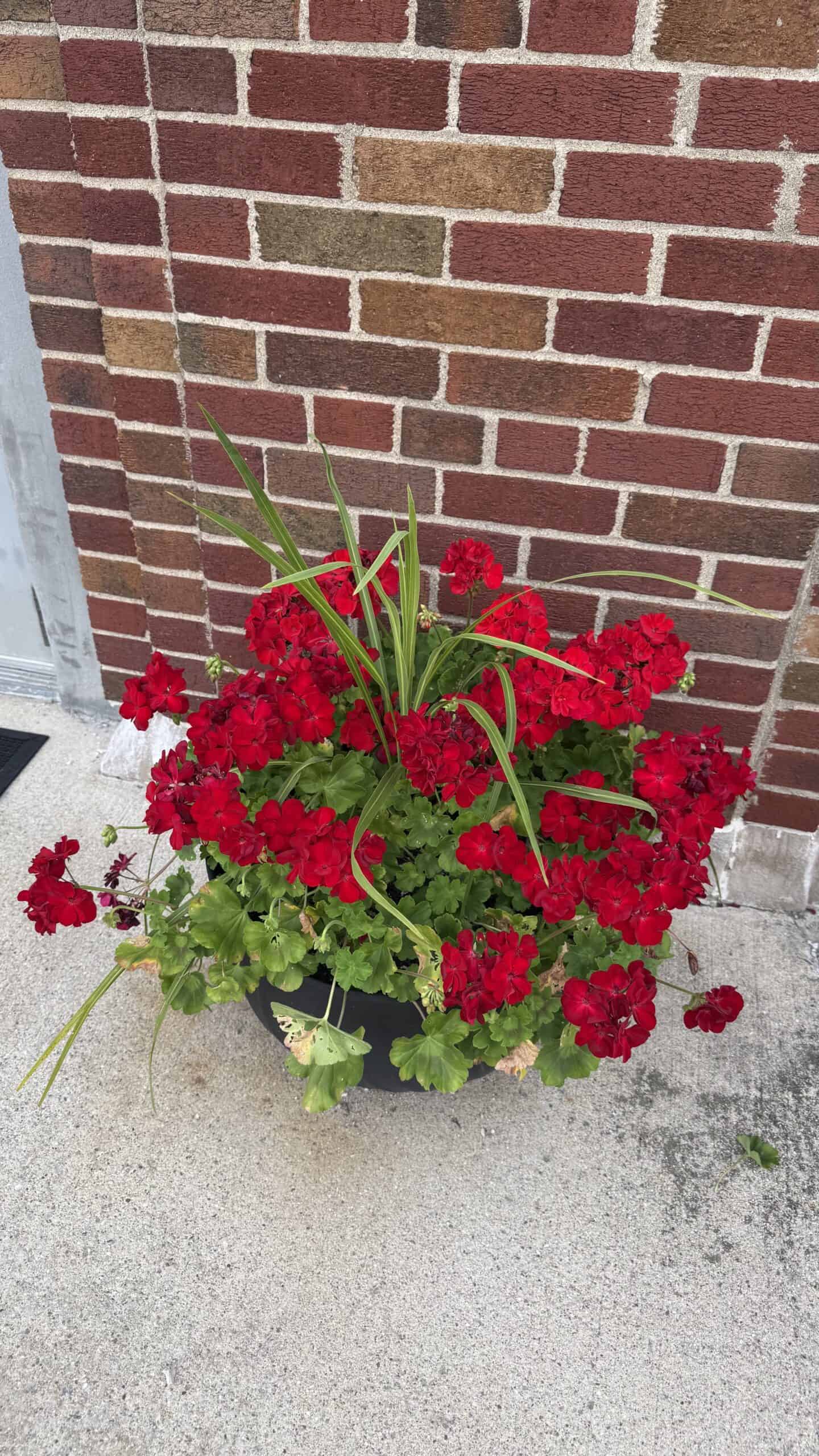 Twin City Garden Club project at the Gas City Post Office in Gas City, Indiana in 2026.