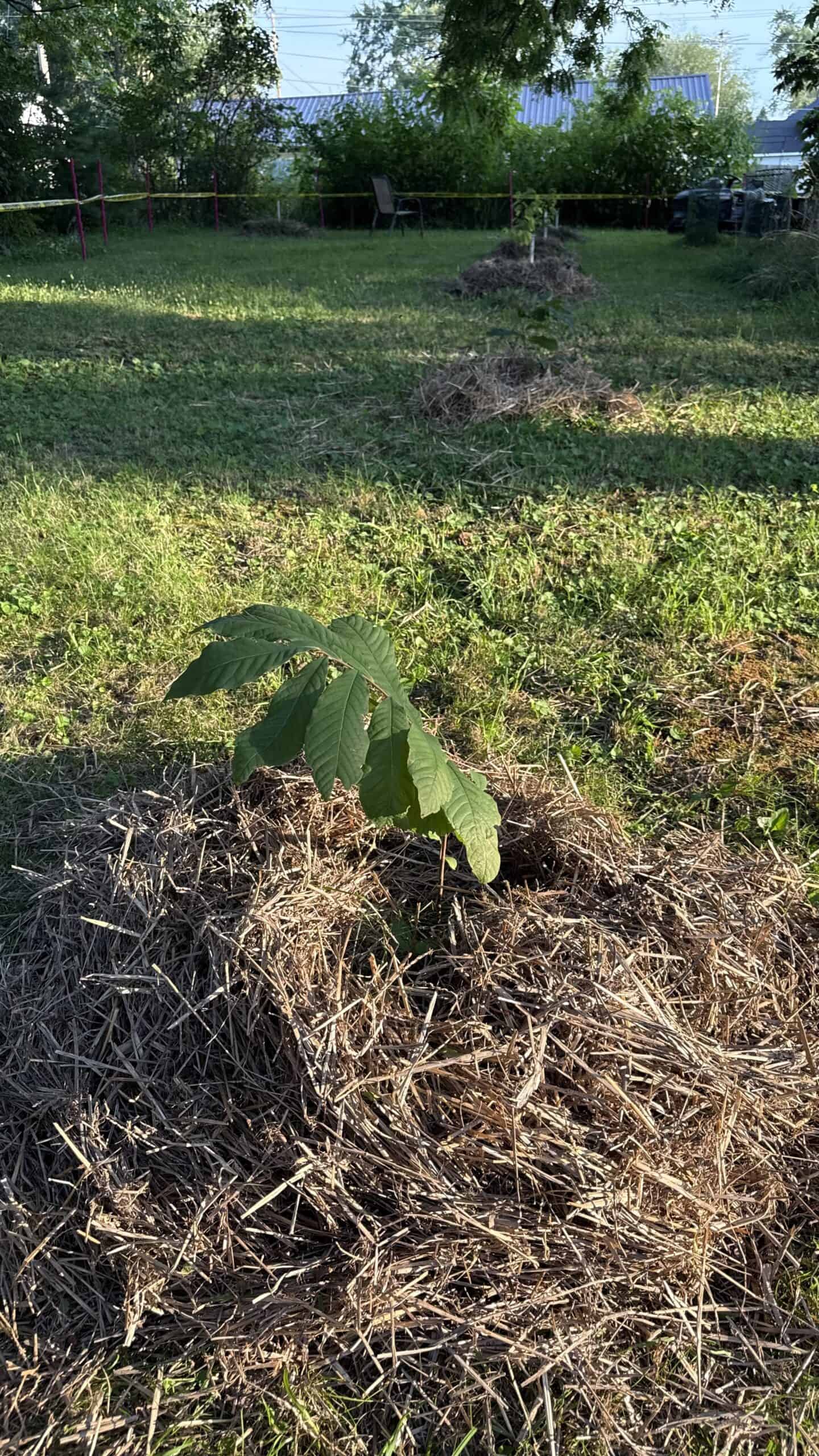 Pawpaw tree grown from seed by Sheri Ann Richerson at Exotic Gardening Farm and Wildlife Habitat.