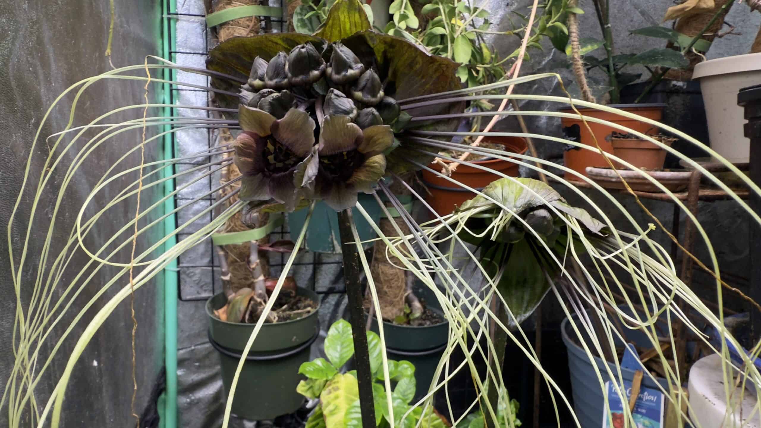 Plants growing under protection at Exotic Gardening Farm and Wildlife Habitat.