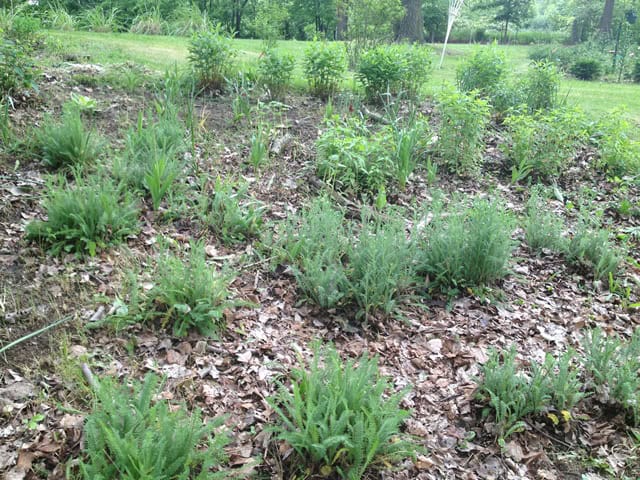 Plants growing in the mixed landscape of the Far Acre Garden.