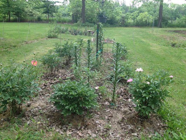 Mixed planting in the Far Acre Garden at Exotic Gardening.