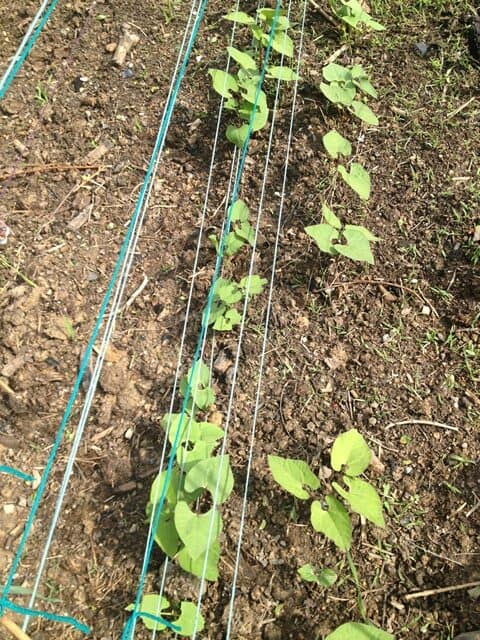Plants growing in the varied conditions of the Far Acre Garden.
