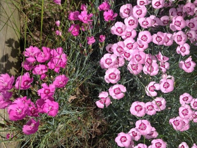 The hill area of the Far Acre Garden at Exotic Gardening.