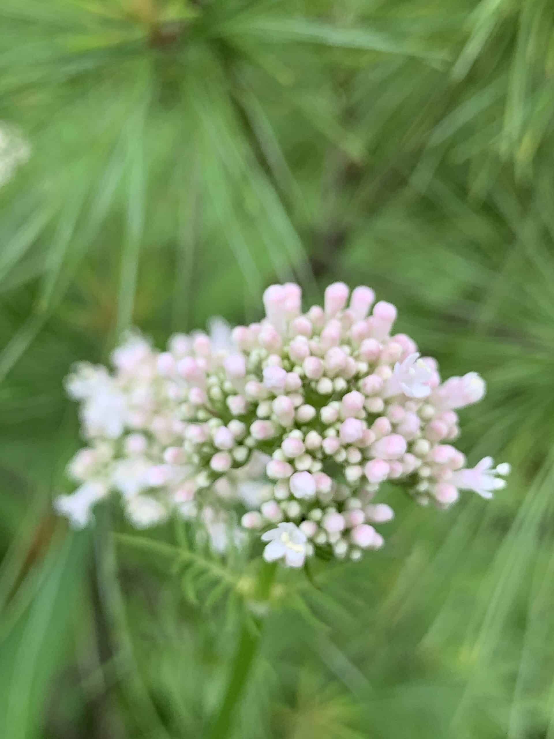 Flower blooming in the Walnut Garden at Exotic Gardening Farm and Wildlife Habitat.