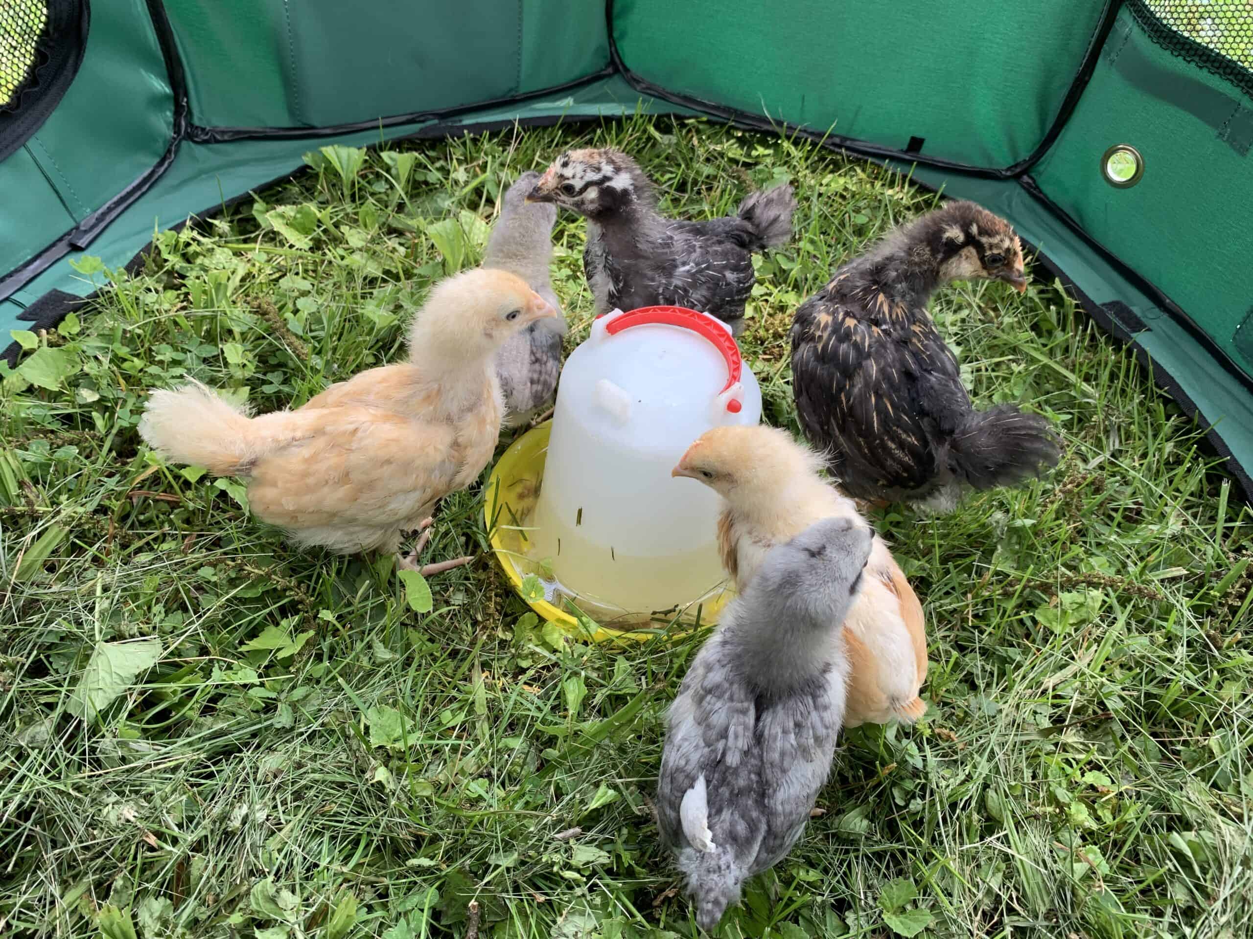 Baby chicks spending time outdoors in the Walnut Garden at Exotic Gardening Farm and Wildlife Habitat.