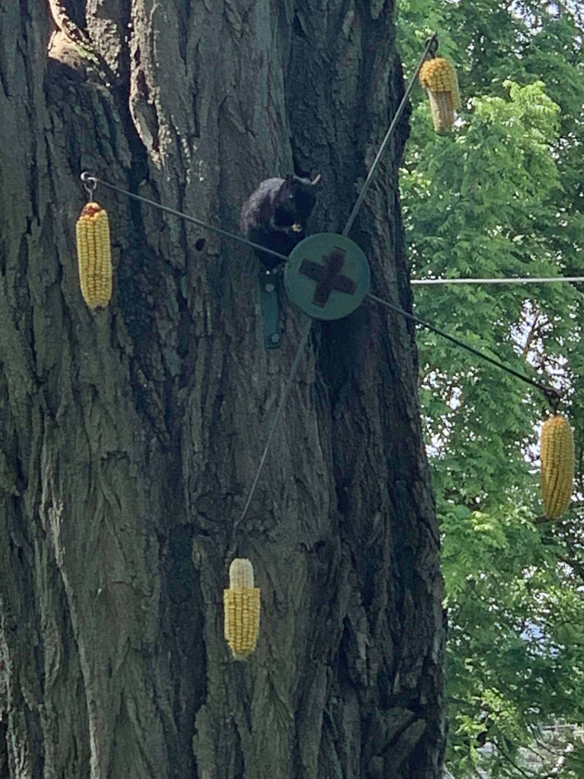 Squirrel visiting a tree in the Walnut Garden at Exotic Gardening Farm and Wildlife Habitat.