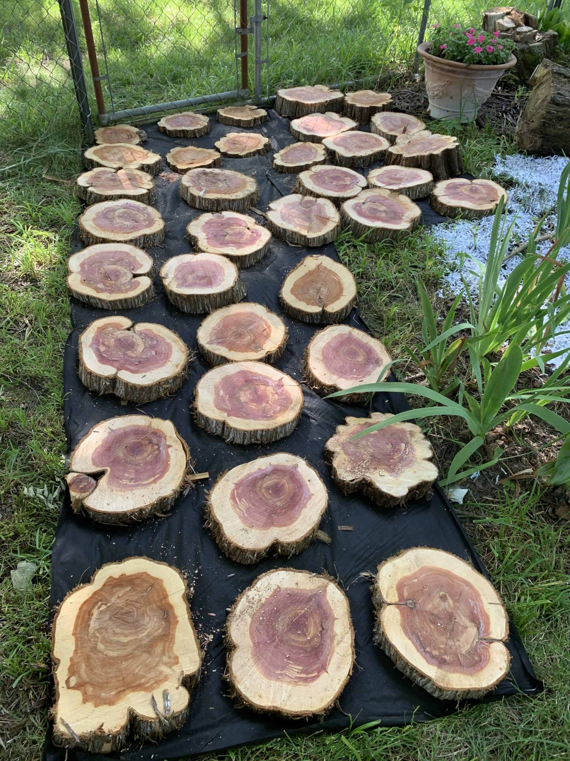 A later view of the Walnut Garden at Exotic Gardening.
