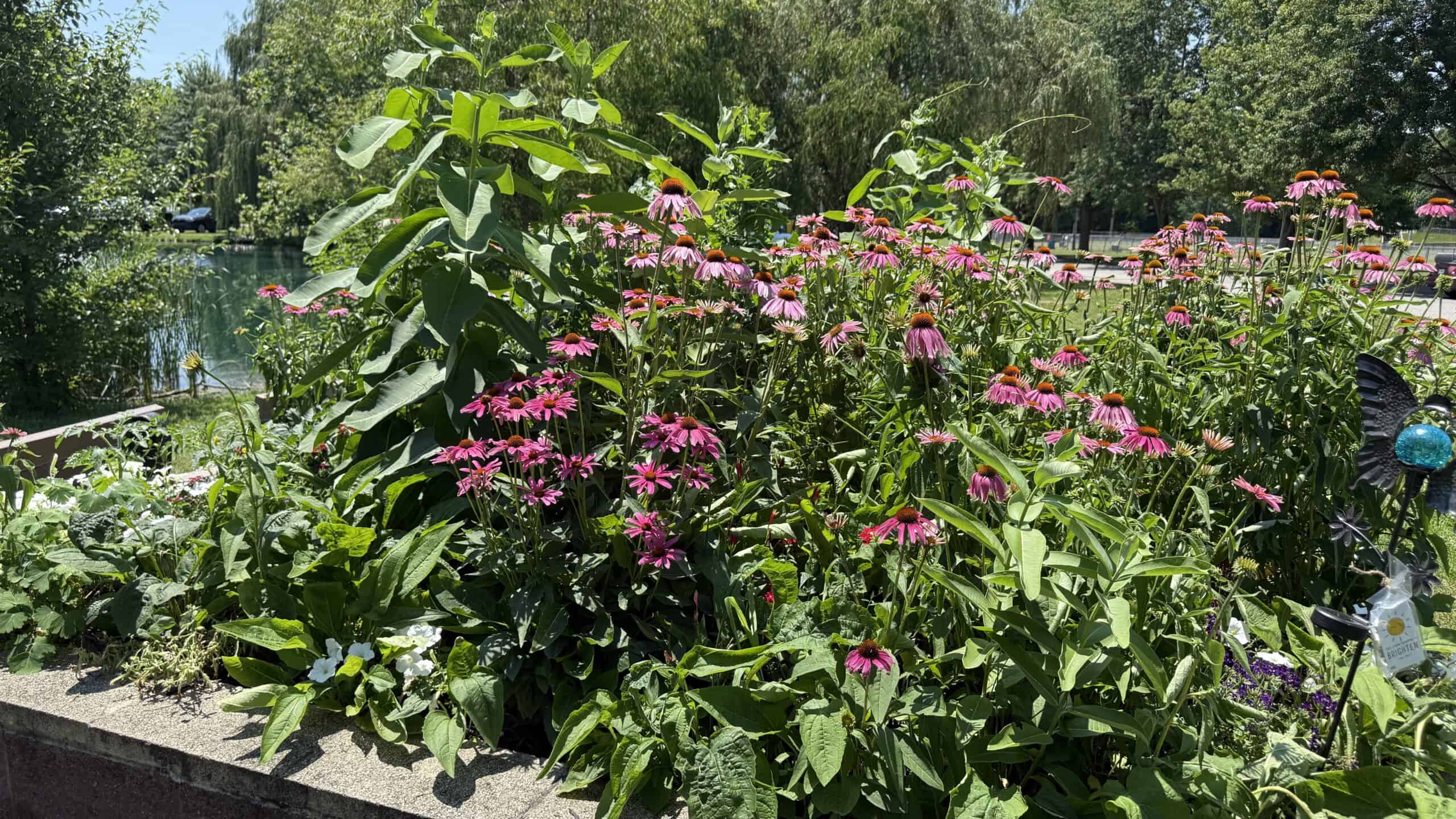 Working in the gardens at Gas City Park during summer 2026.