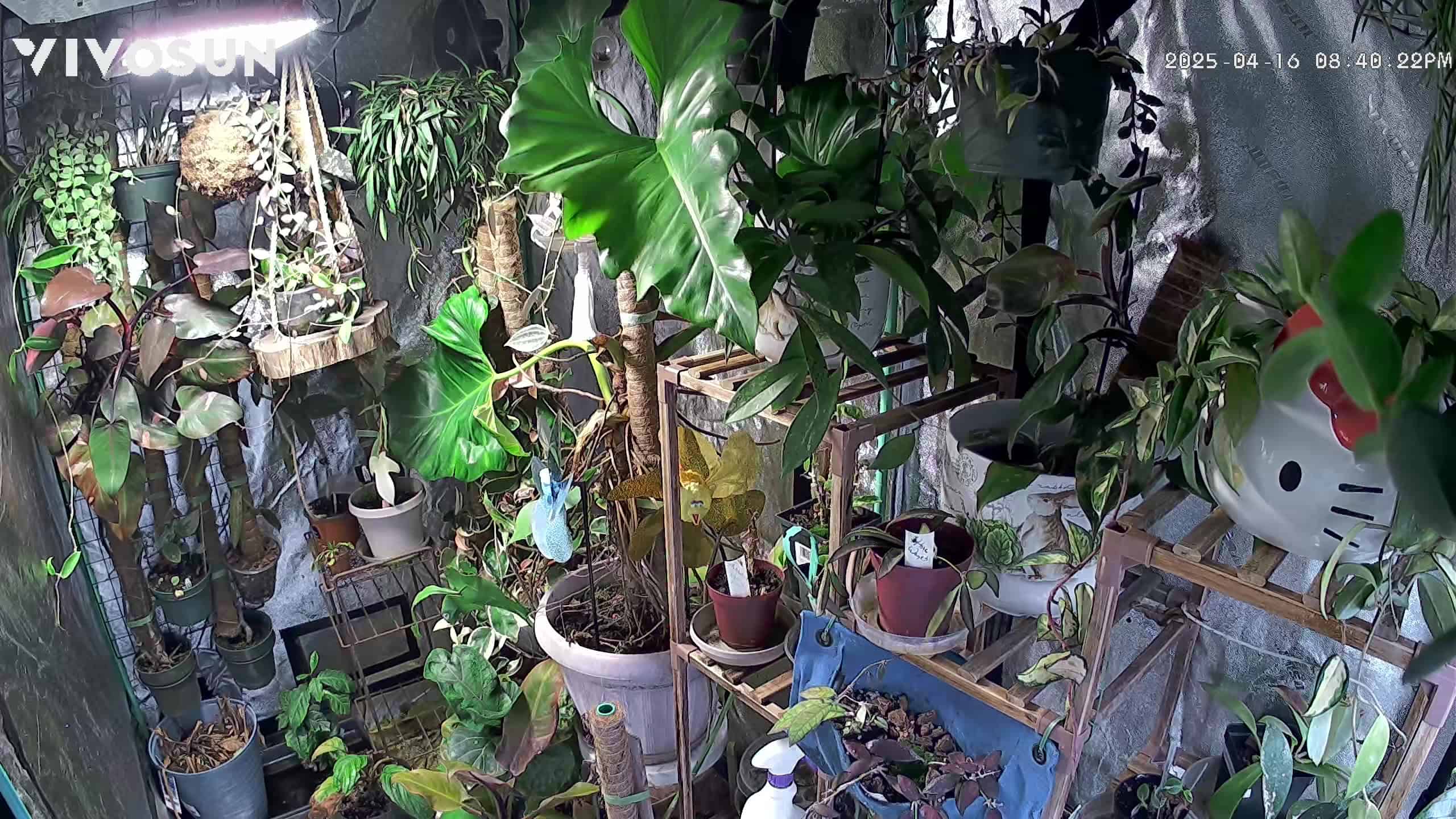 Plants growing in an indoor controlled growing environment at Exotic Gardening.