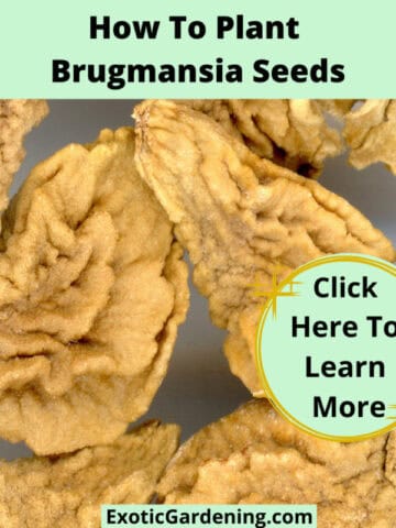 Fresh Brugmansia seeds for exotic gardening and tropical plant cultivation.