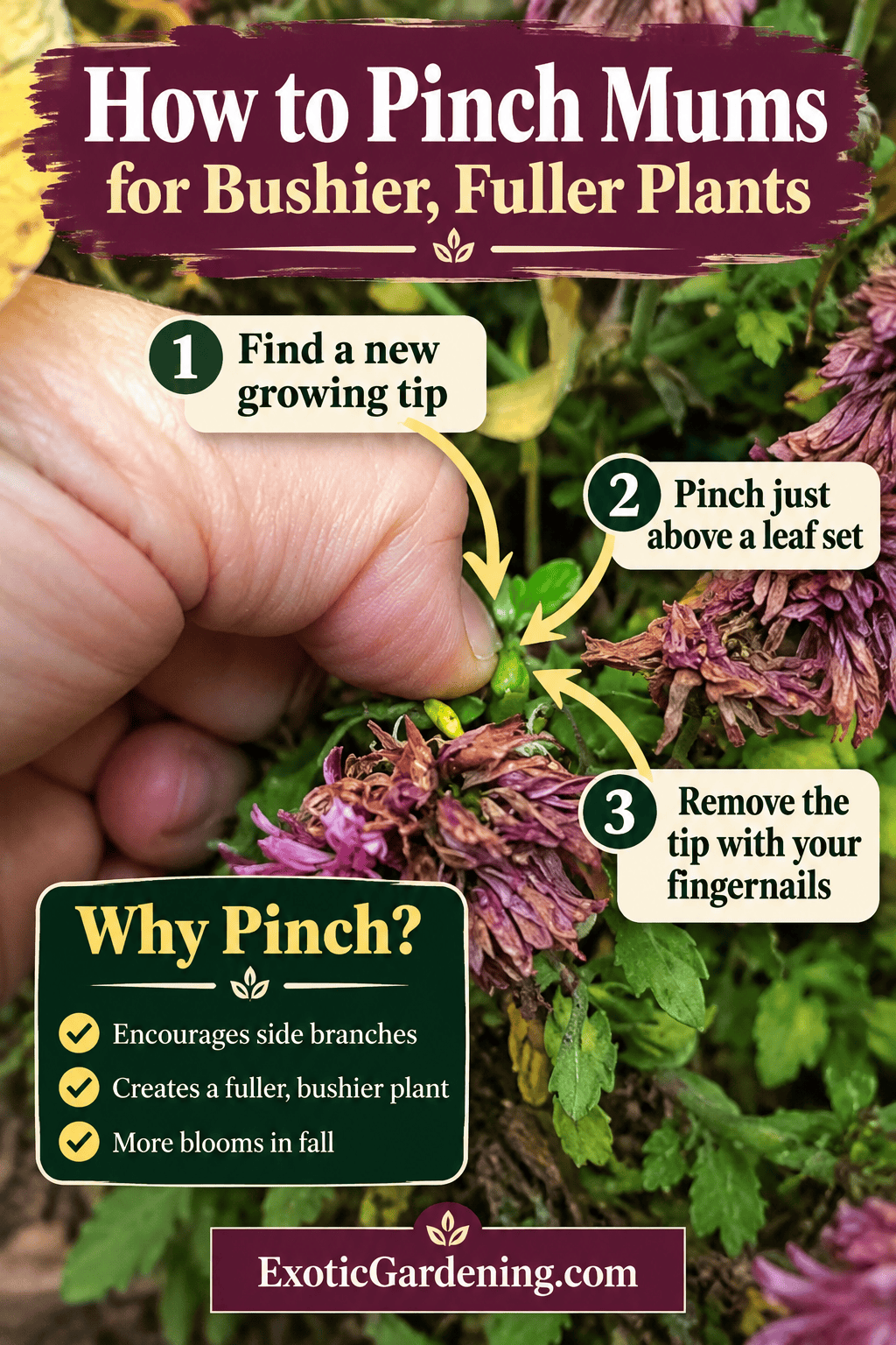 Close-up of a hand pinching a chrysanthemum growing tip, with arrows showing where to pinch above a leaf set to encourage fuller, bushier mums.