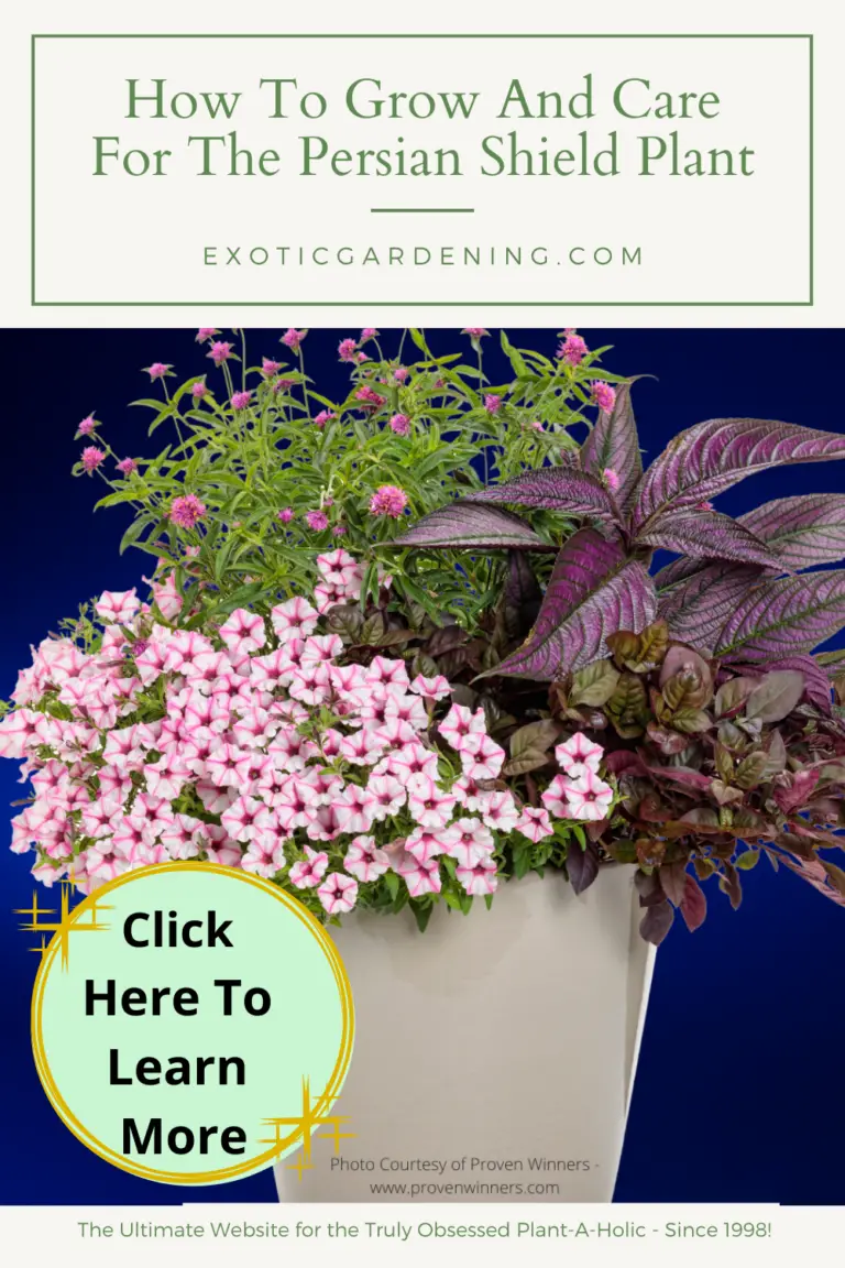 How To Grow And Care For The Persian Shield Plant - Exotic Gardening