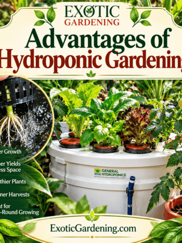 Exotic Gardening hydroponic gardening advantages illustrated article graphic