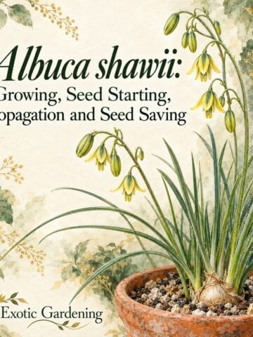Botanical illustration of Albuca shawii with narrow foliage and nodding yellow-and-green flowers in a terracotta pot