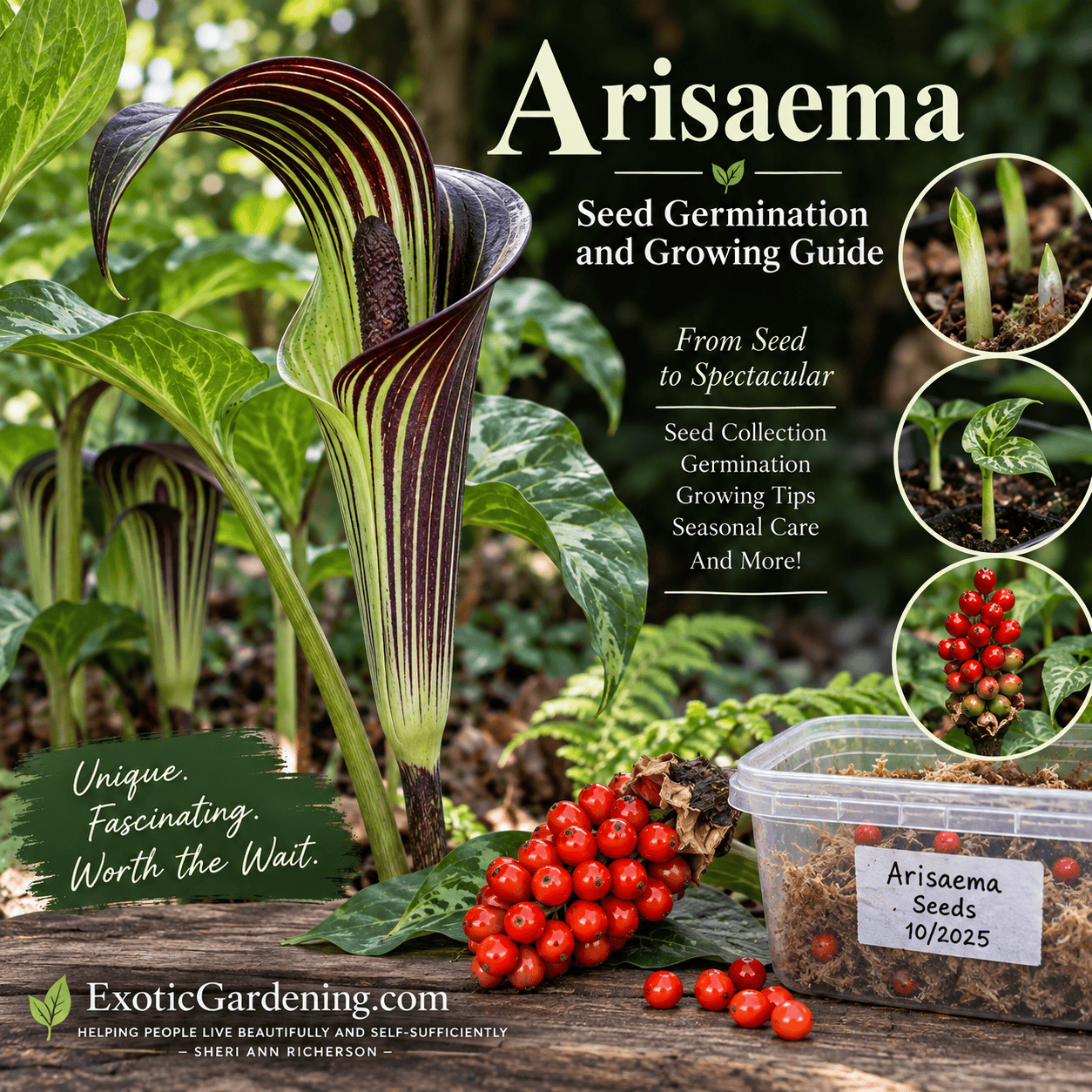Arisaema growing in a shaded garden setting for an Arisaema seed germination and growing guide.