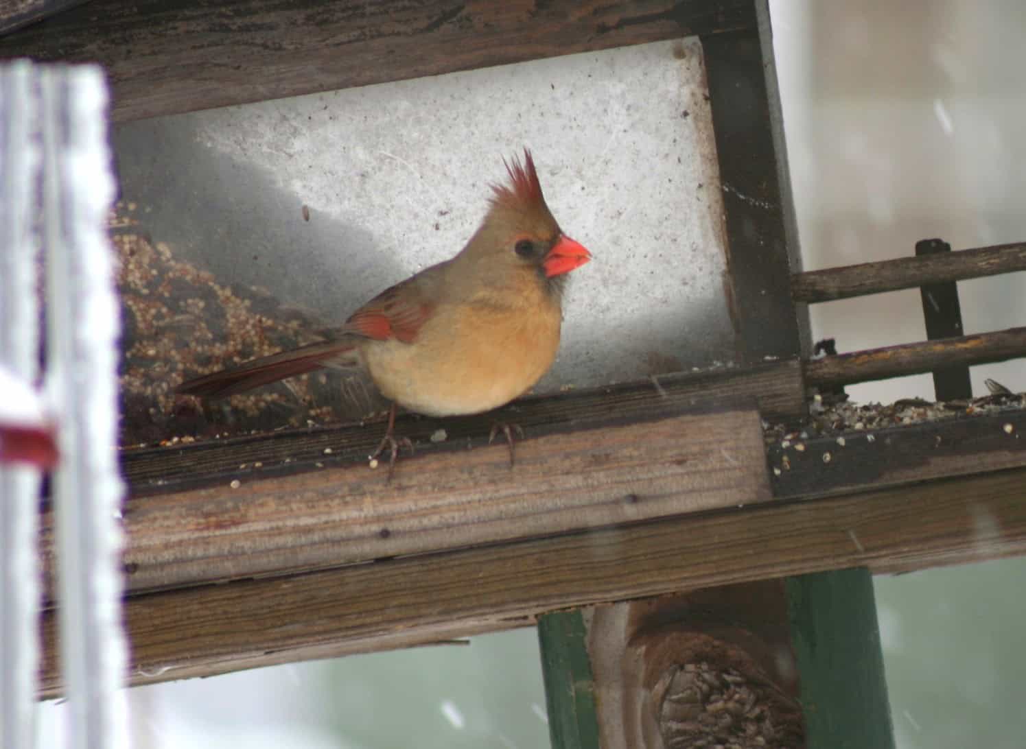 Female northern cardinal visiting a sheltered feeder during snowfall at Exotic Gardening