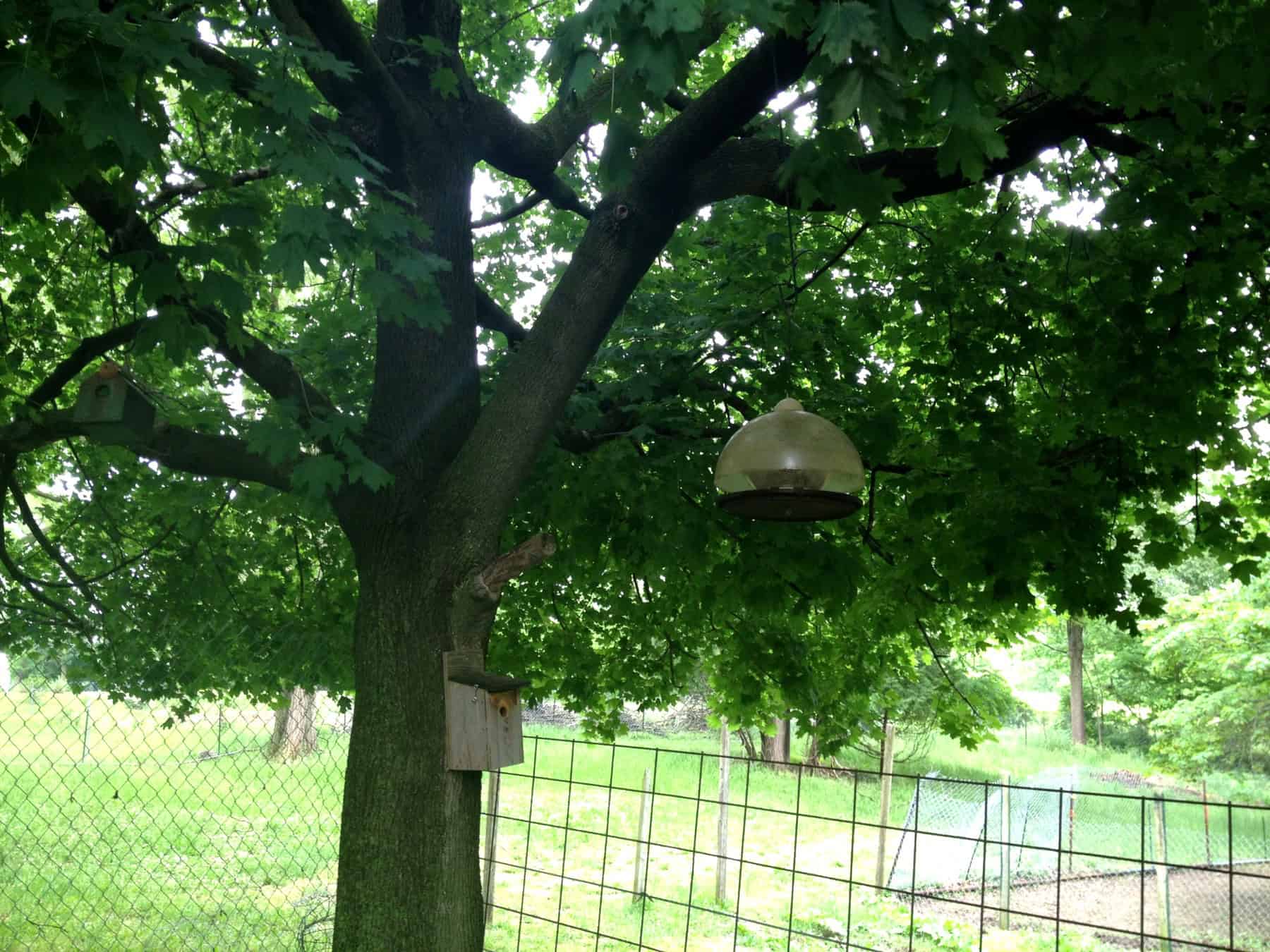 Birdhouses and bird feeders beneath a mature tree in the Bird Garden at Exotic Gardening