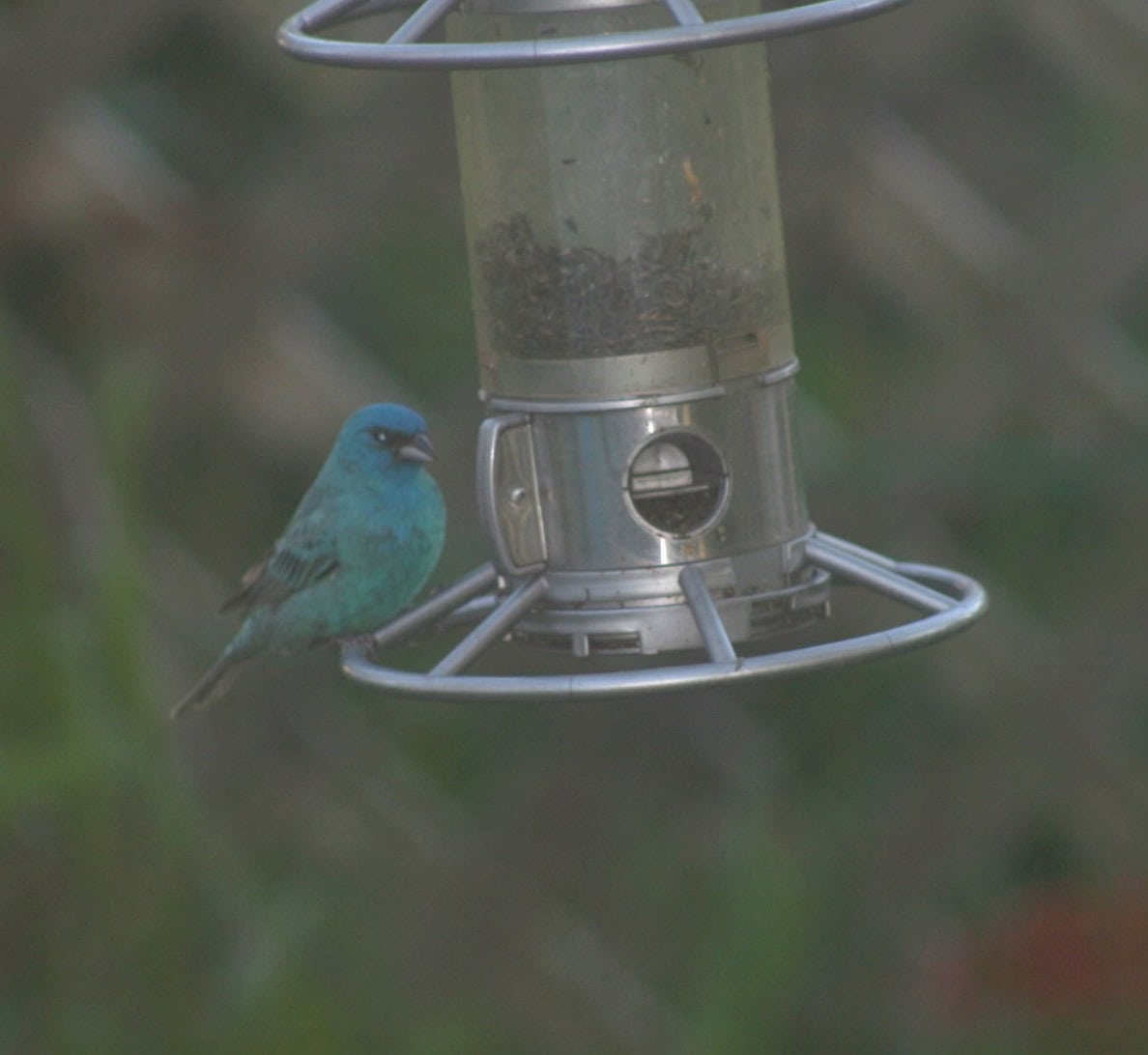 Small blue bird visiting a feeder at Exotic Gardening