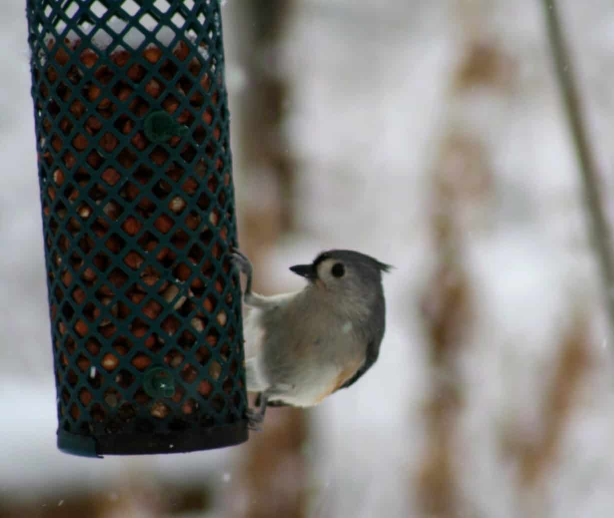 Tufted titmouse visiting a feeder during winter at Exotic Gardening