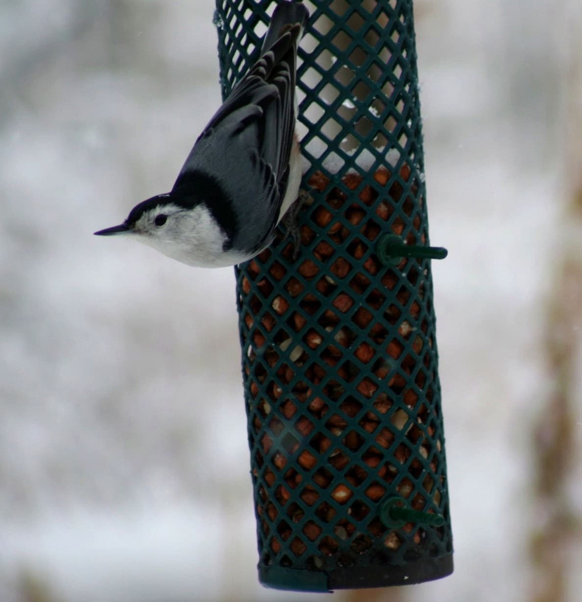 White-breasted nuthatch clinging to a feeder in winter at Exotic Gardening