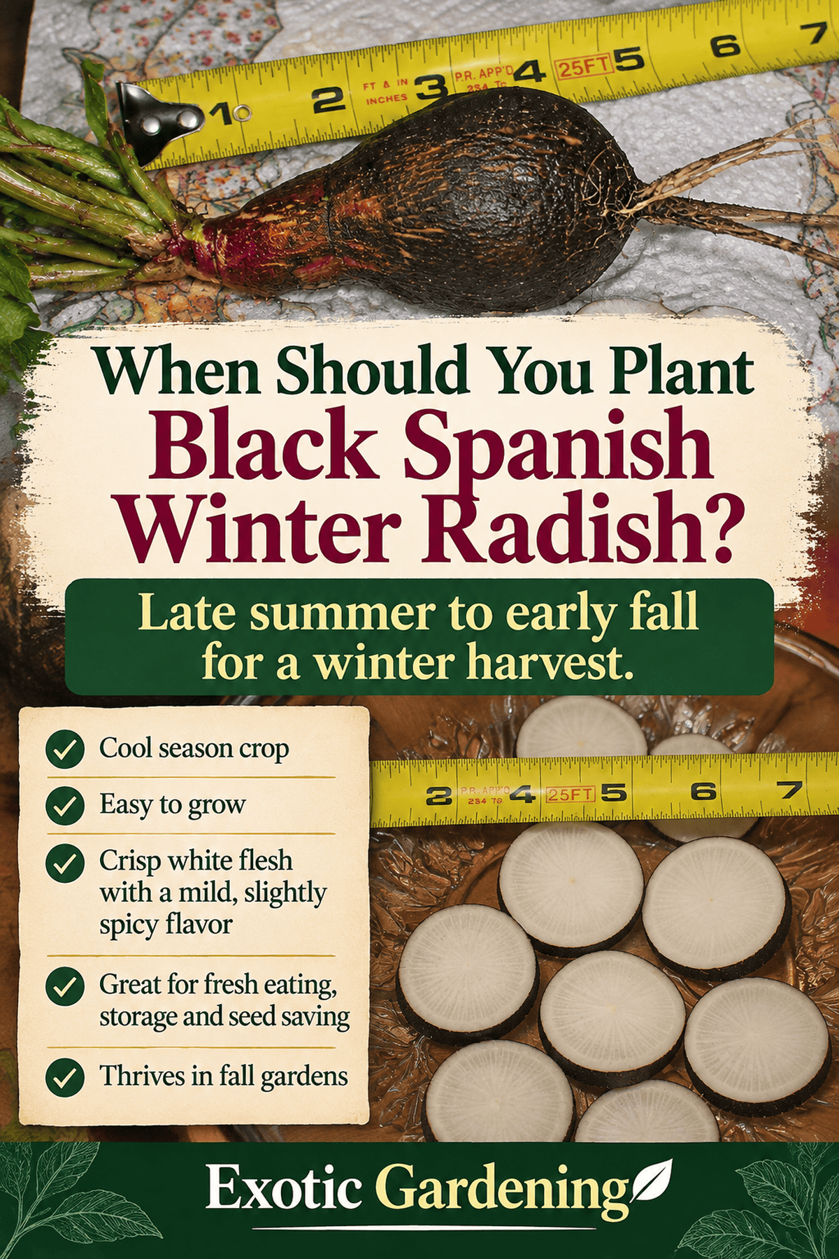 When to plant Black Spanish winter radish for a fall and winter harvest