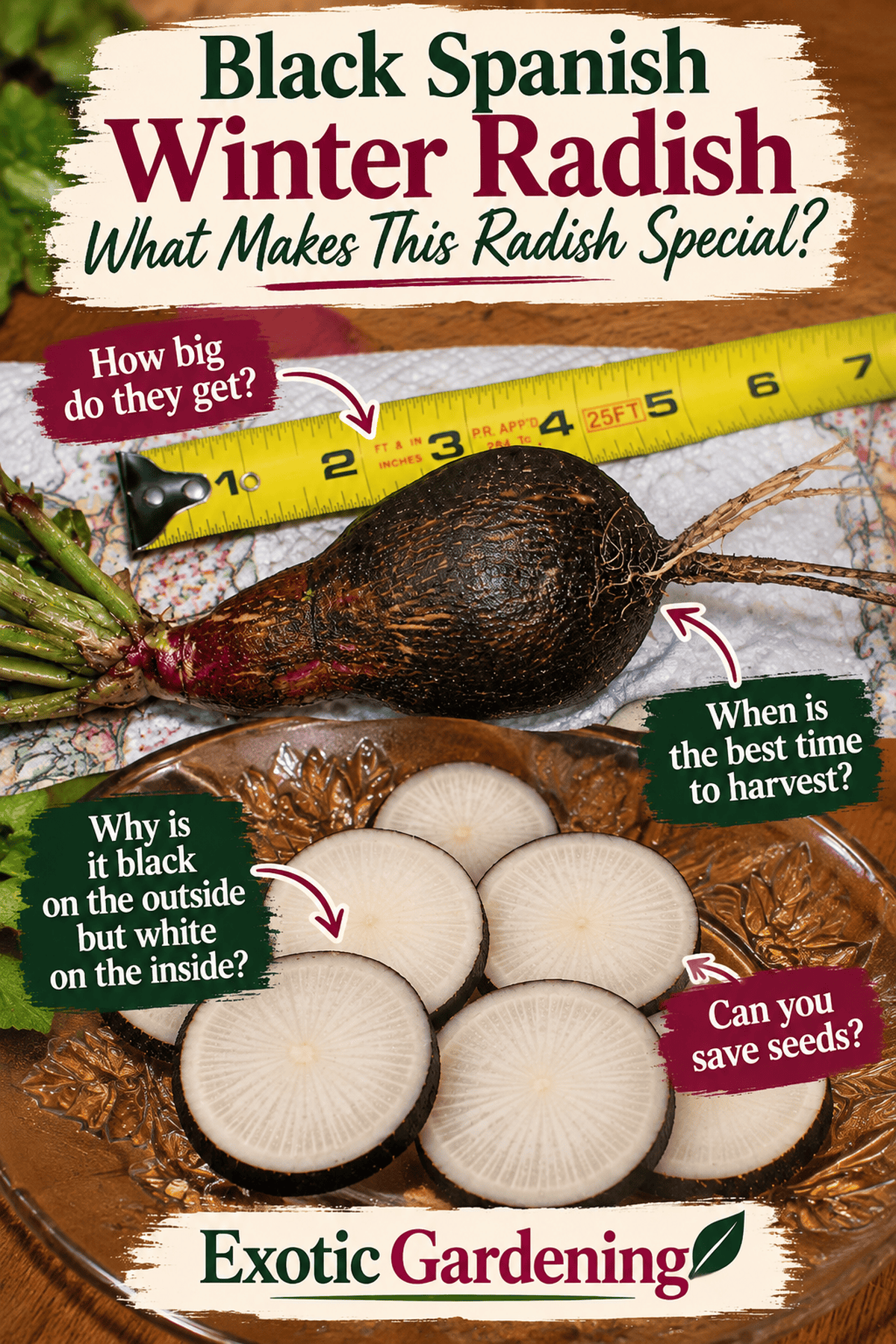 Black Spanish winter radish showing its dark skin white interior and large size
