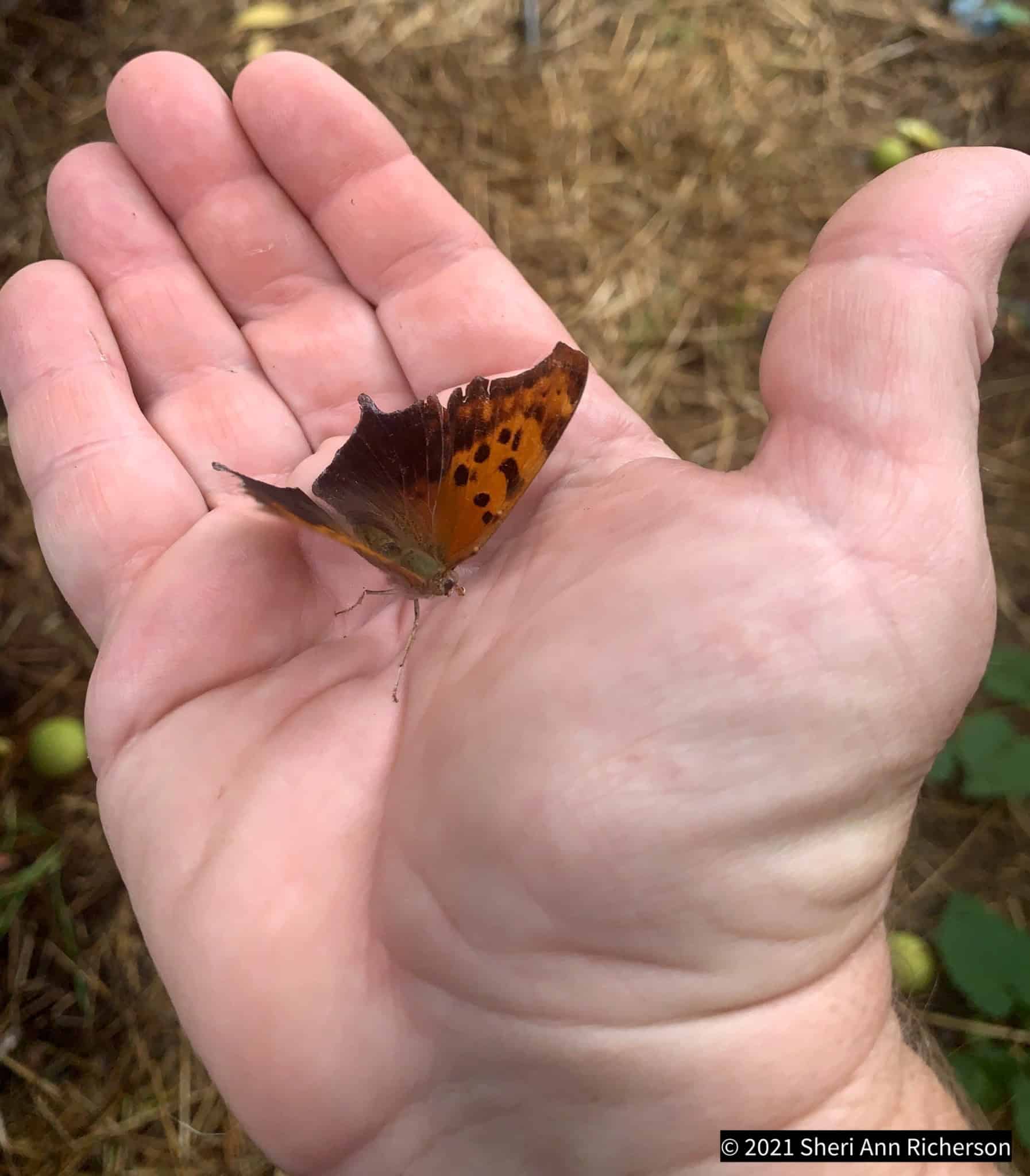 Butterfly resting gently in Sheri Ann Richerson's hand at Exotic Gardening Farm and Wildlife Habitat.