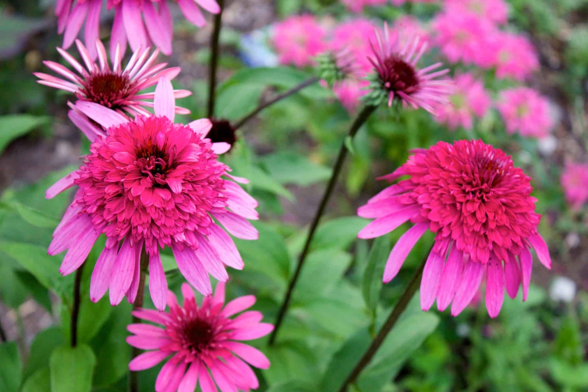Double pink coneflowers blooming in the Butterfly Garden.