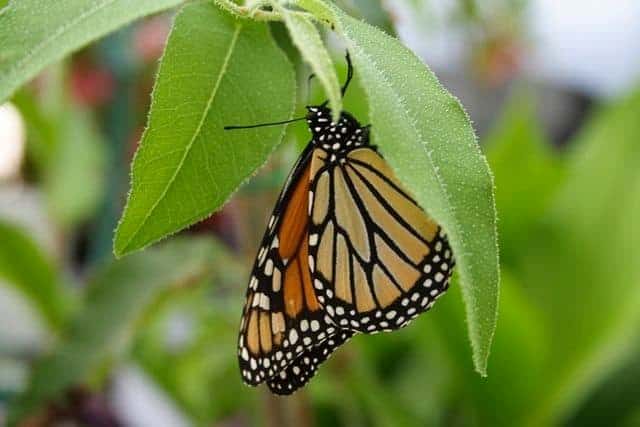 Monarch butterfly resting on a green leaf in the Butterfly Garden at Exotic Gardening Farm and Wildlife Habitat.
