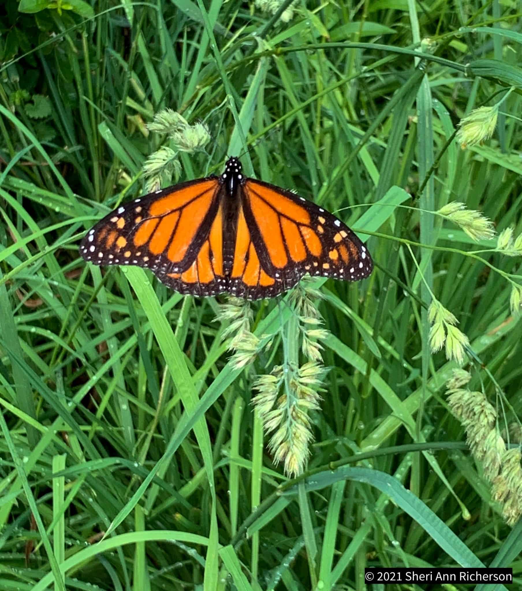 Monarch butterfly resting with its orange and black wings open among garden vegetation.